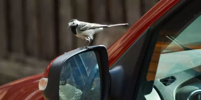 How to Stop Birds From Pooping on My Car?