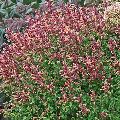 ‘Peachie Keen’ Agastache Is a Jaw-Dropping Hummingbird Magnet - FineGardening