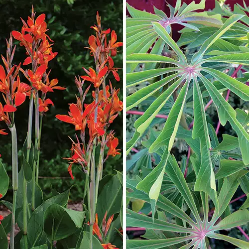 Big and Bold Plants for the Back of the Border - FineGardening