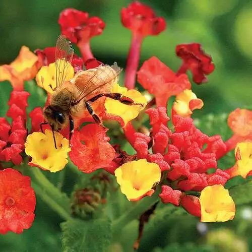 8 Types of Pollinators that Visit the Garden - FineGardening