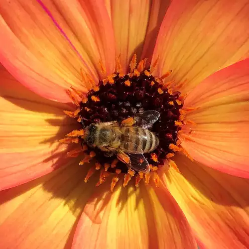 The Best Dahlias for Pollinators in Northern California - FineGardening