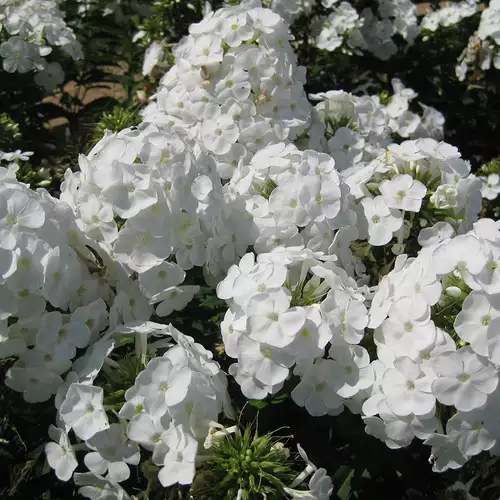 Growing Creeping Phlox and Annual Phlox in the Midwest - FineGardening