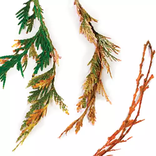 Learn to Prevent and Control This Common Conifer Tree Disease - FineGardening