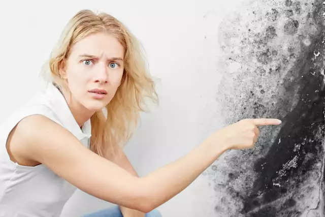 Most Effective Ways To Overcome Mold’s Problem- Mold Removal Contractor