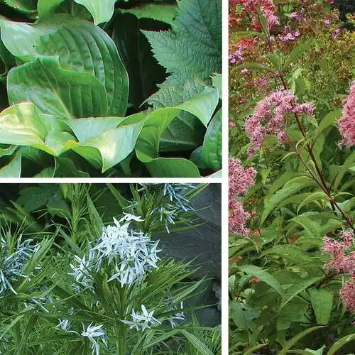 Plants That Will Bring Multiseason Interest to Your Garden - FineGardening