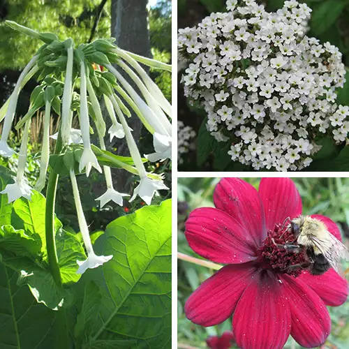 Add These Fragrant Annual Flowers to Your Garden in the Midwest - FineGardening