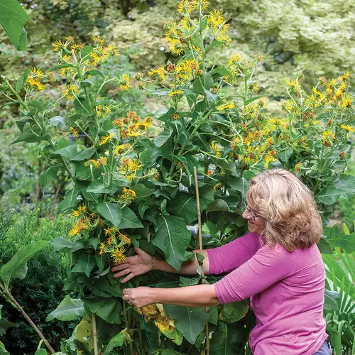 Expert Staking Tips for Tall Plants - FineGardening