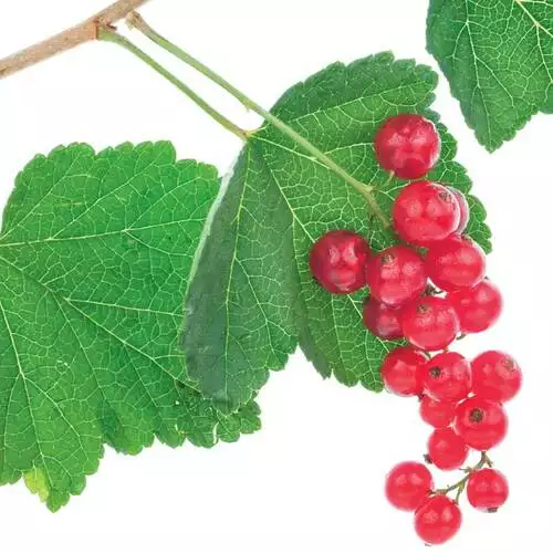 A Pro’s Tips for Growing Currants - FineGardening