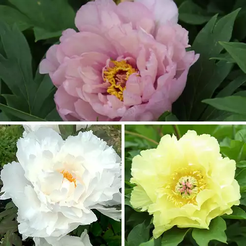 The Best Pink, White, and Yellow Peonies - FineGardening