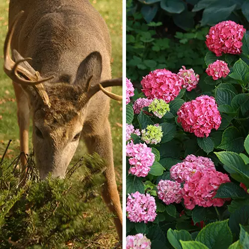 Do Deer Eat Hydrangeas? - FineGardening