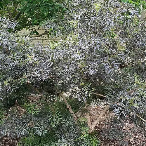 Purple Shrubs and Trees for Drama in the Garden - FineGardening
