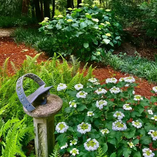 Carol Ann’s South Carolina Garden - FineGardening