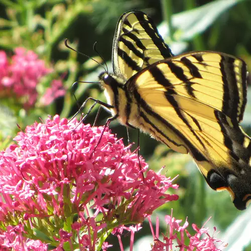 Growing a Butterfly Garden in Southern California - FineGardening