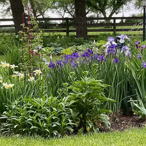 Jane’s Illinois Garden - FineGardening