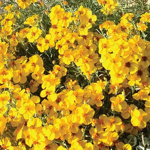 Unusual Fall Perennials for the Southwest - FineGardening