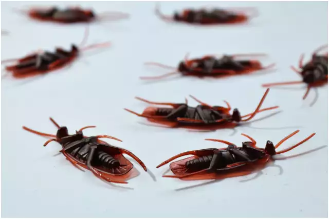 How to Get Rid of Roaches in Your Apartment or House and Keep Them Gone for Good