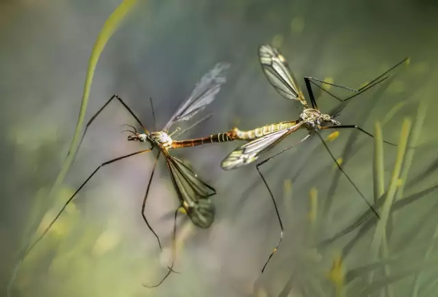Bite Back: Here’s How to Get Rid of Mosquitoes in Your Yard