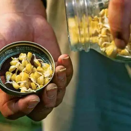 Growing Corn in a Small Space - FineGardening