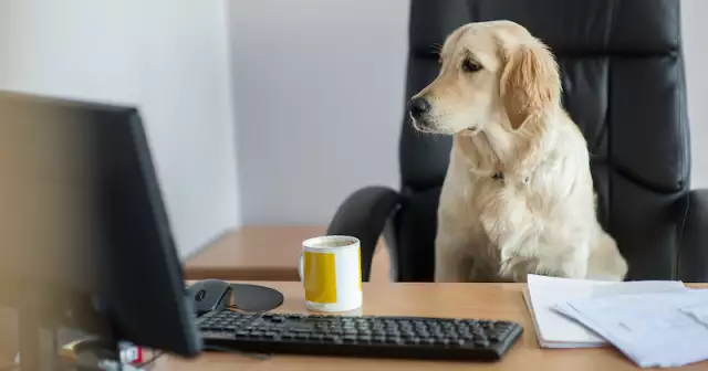 Four Tips To Create A Pet-Friendly Workplace