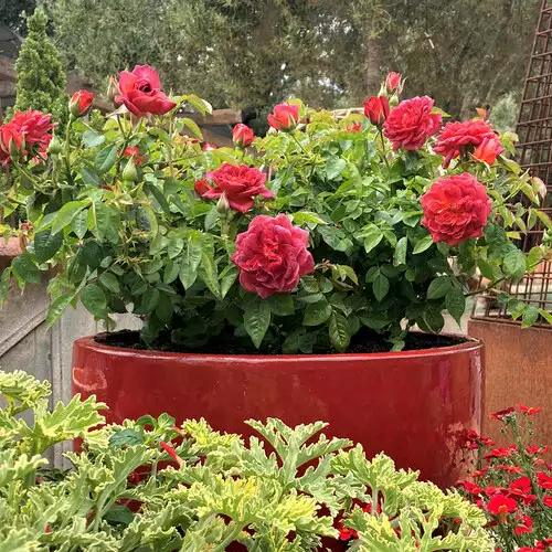 Tips for Growing Roses in Containers in Northern California