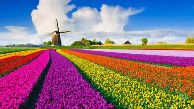 Head to the Netherlands for a taste of springtime tulip mania - Luxury Portfolio International