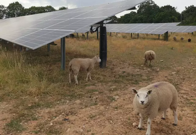 Sheep keep grass in check on hospital solar panel farm