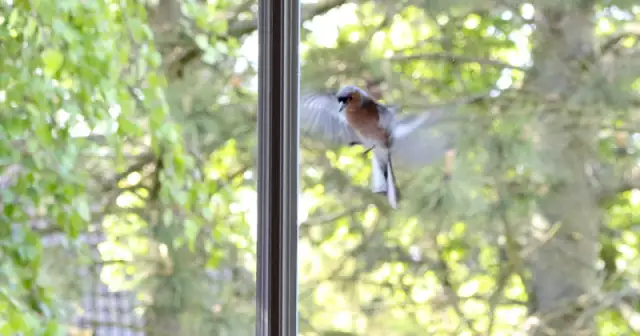 American Bird Conservancy Doubles Capacity to Test Bird-Friendly Glass