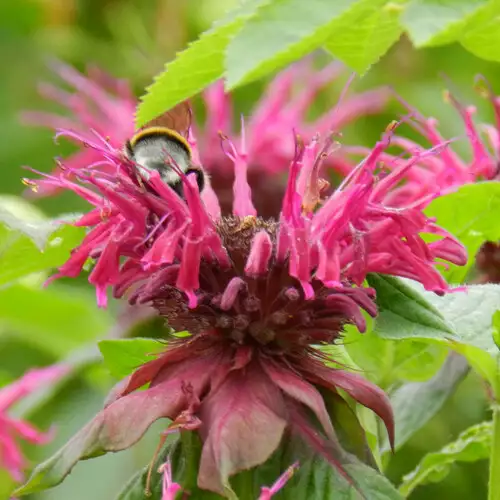 6 Native Bee Balms to Grow for Gorgeous Color in the Garden - FineGardening