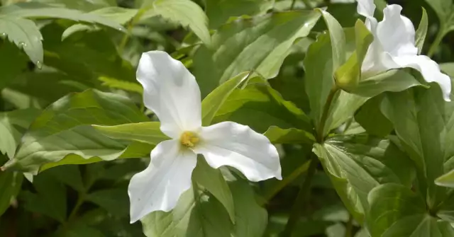 Why Trillium Have Become the Poster Child for Endangered Native Plants