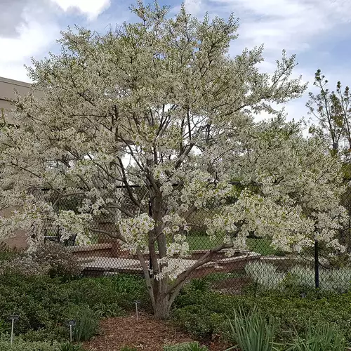 Unusual Spring-Flowering Trees for the Mountain West - FineGardening