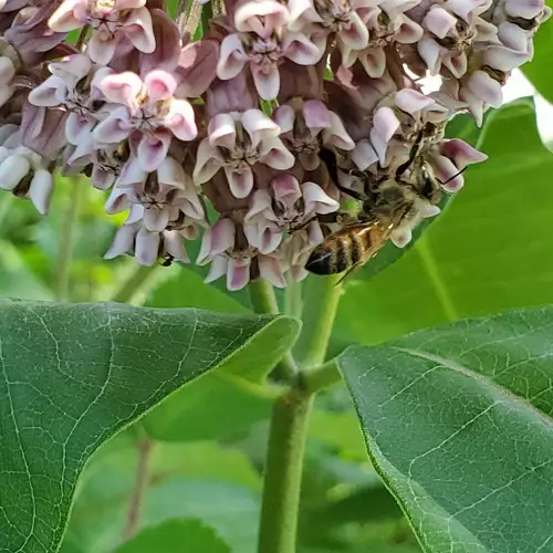 Gardening for Pollinators on Staten Island - FineGardening