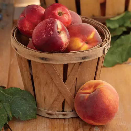 How to Grow Peach and Nectarine Trees - FineGardening