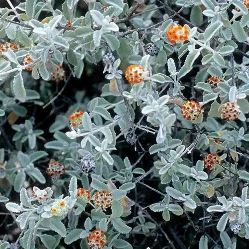 Drought-Tolerant Shrubs for the Southern Plains - FineGardening