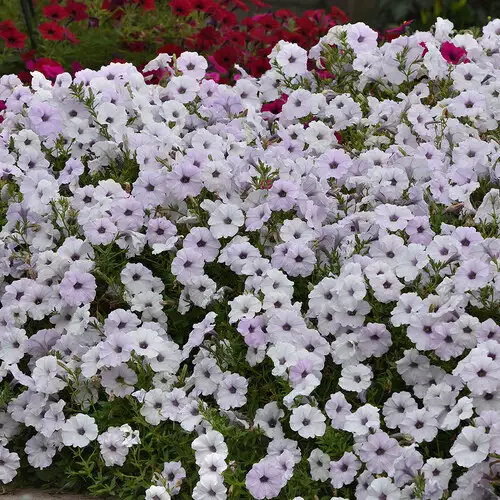 The Best Petunias: Trial Results from Southeast Universities - FineGardening