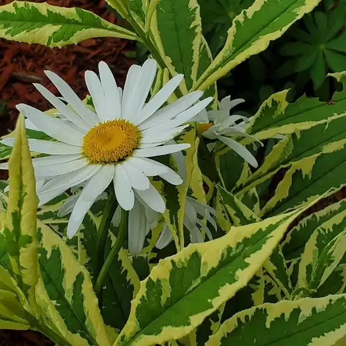 Blooms in Maxine’s Garden - FineGardening