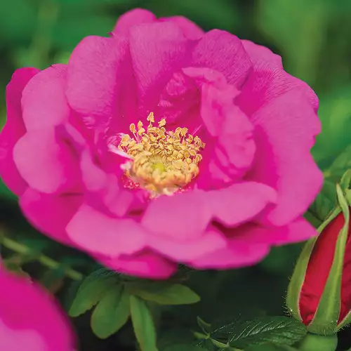 This Low-Maintenance Rugosa Rose Puts on an Impressive Show - FineGardening