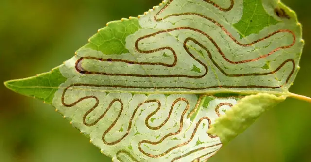 Those Weird Marks on Your Leaves? Here’s How to Decipher Them.