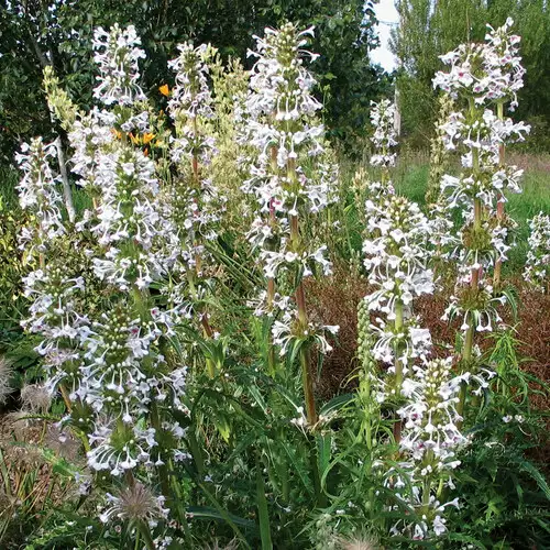 Himalayan Whorlflower is a Stunning Summer Plant That's Drought Tolerant - FineGardening