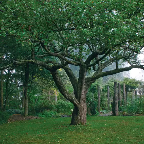 Tips for Designing with Trees in the Garden - FineGardening