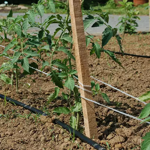 Tips for Growing Tomatoes in the Southeast - FineGardening