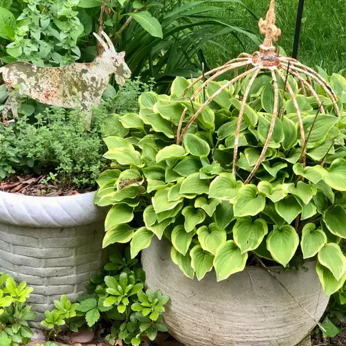 Carla’s Potted Plantings - FineGardening