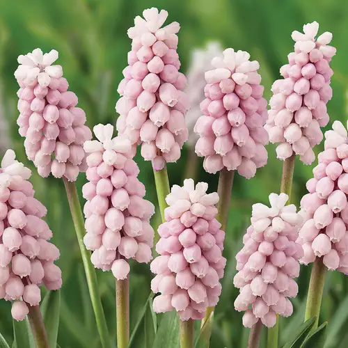 A Grape Hyacinth with Pink Blooms - Just in Time for Fall Planting - FineGardening