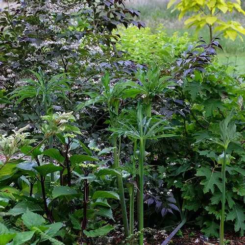 Weird and Wild Shade Plants for the Northwest - FineGardening