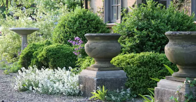 Why Boxwood, a Perennial Favorite, Needs a New Approach