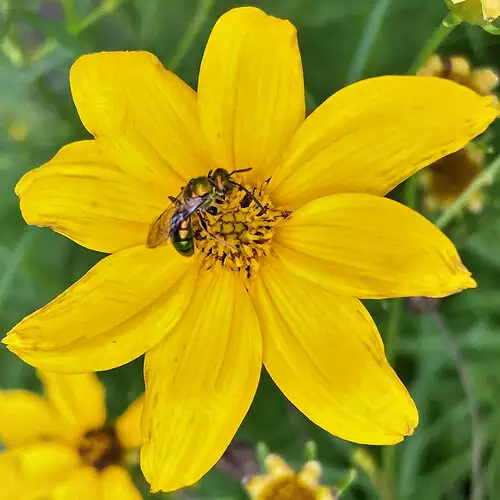 Tips for Creating a Beneficial Insect Haven in Northern California - FineGardening