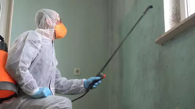 Never Neglect The Threat Of The Deadly Mold- Mold Removal Services