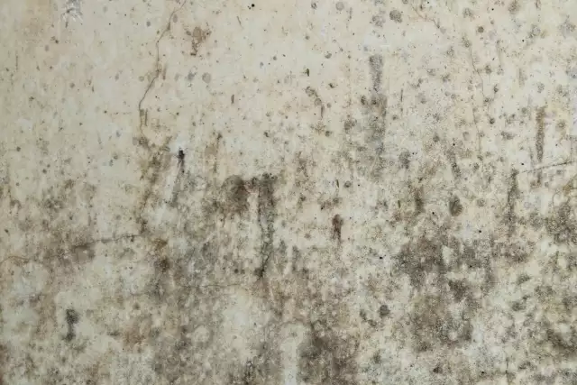 Mold in Your Apartment? Here’s What to Do
