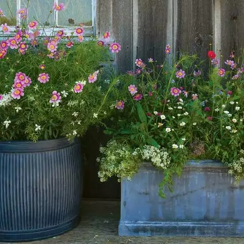 6 Beautiful Pollinator Container Garden Designs - FineGardening
