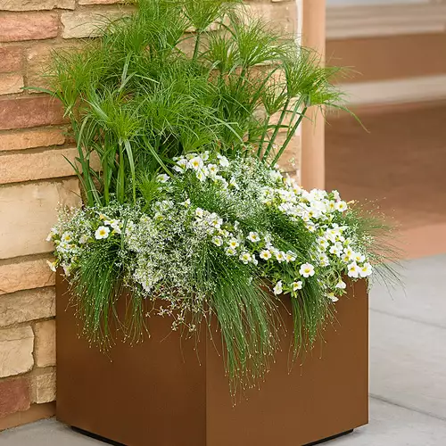 The Best Spiky Container Plants - FineGardening