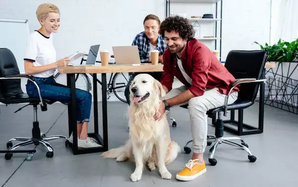 4 Tips On How To Share Your Office Space With Pets